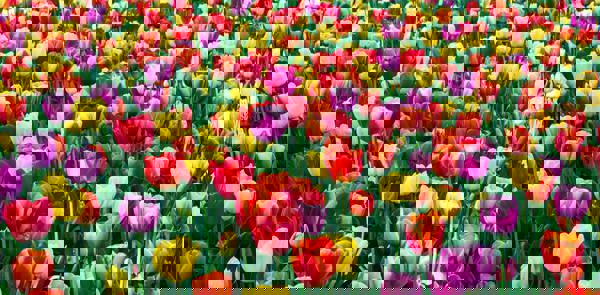 Hướng dẫn kỹ thuật trồng và chăm sóc hoa Tulip