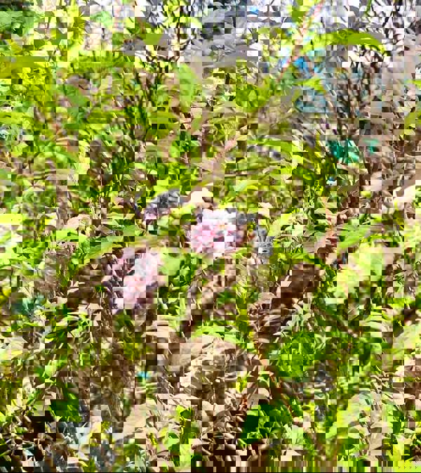 Nhất Chi Mai nở cuối Thu