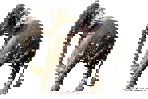 Hai tượng voi đá được đề nghị công nhận bảo vật quốc gia