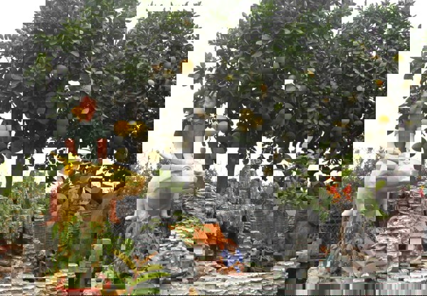 Vườn bưởi cảnh độc lạ bung hàng đón Tết