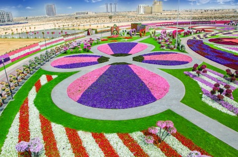 Công viên hoa Miracle Garden đầy màu sắc ở Dubai