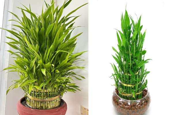 Trồng cây phất dụ thu tài, hút lộc, tăng sinh khí