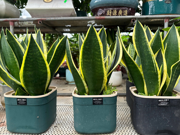 Cây lưỡi hổ vị thuốc quanh ta